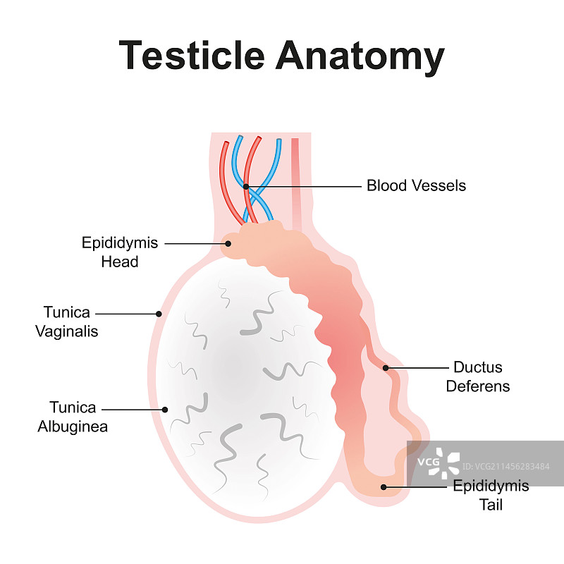 睾丸解剖结构图图片素材