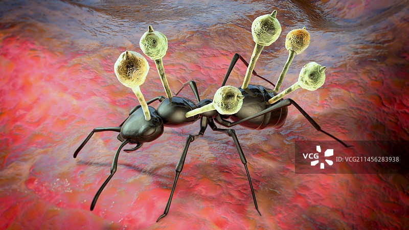 生长在蚂蚁身上的虫草寄生真菌插图图片素材