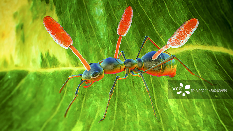 生长在蚂蚁身上的虫草寄生真菌插图图片素材