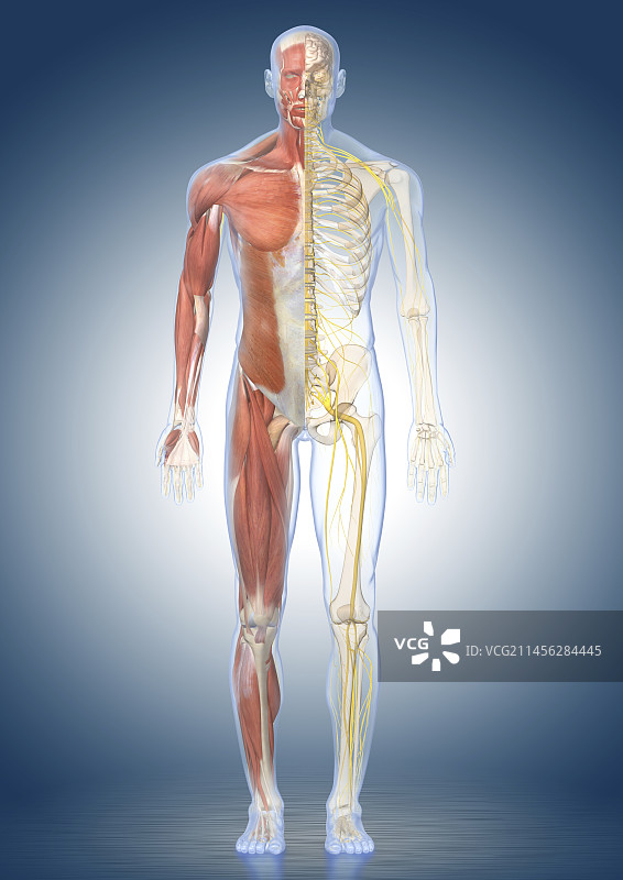 男性解剖、插画图片素材