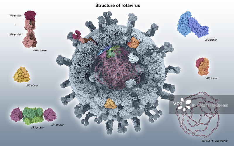轮状病毒结构图图片素材