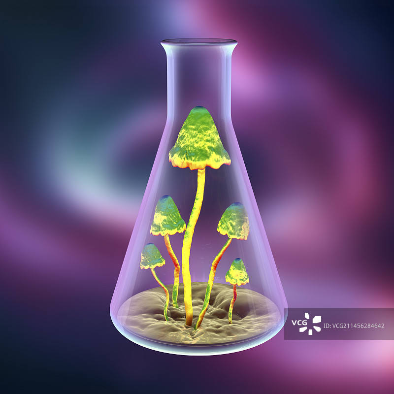 实验室里生长的蘑菇图片素材