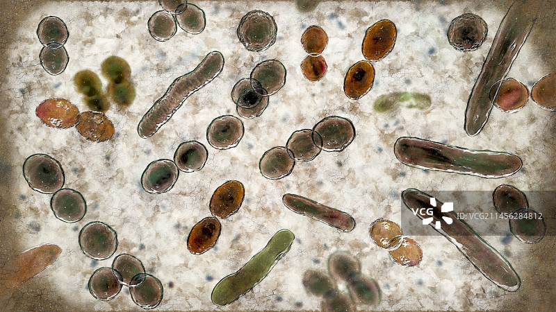 不同形状的细菌插图图片素材