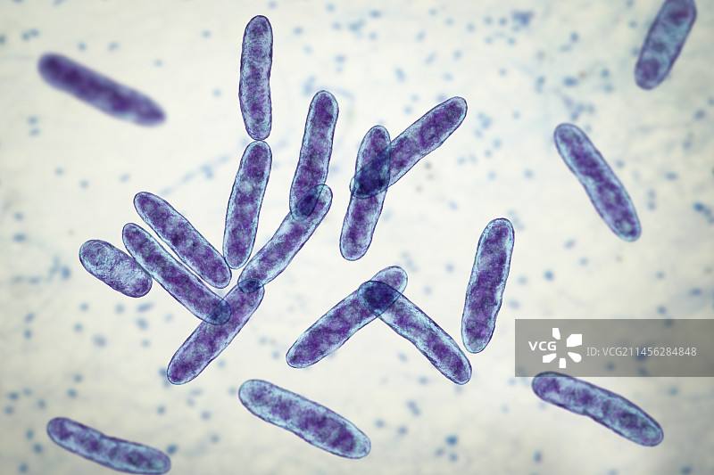 人嗜心杆菌细菌插图图片素材