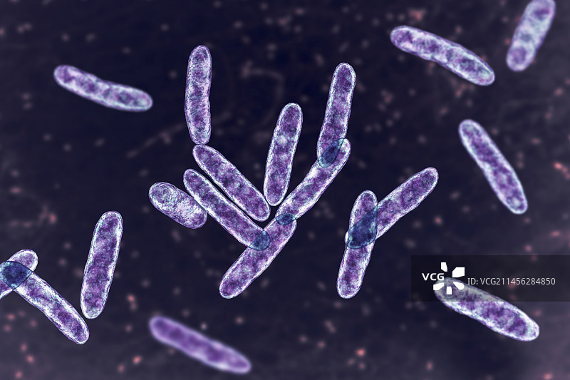 人嗜心杆菌细菌插图图片素材