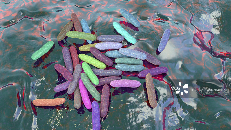 人嗜心杆菌细菌插图图片素材