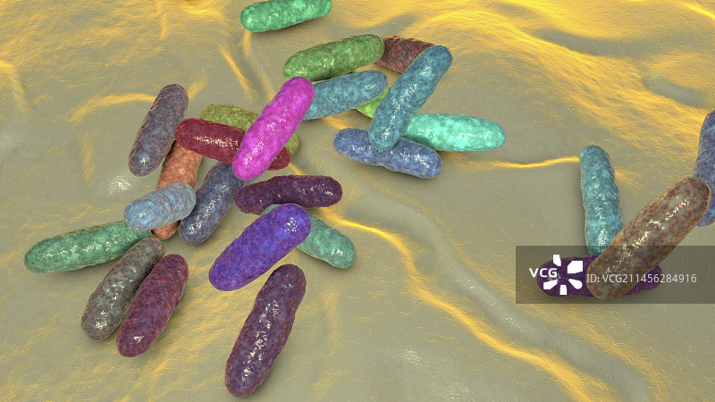 棒状杆菌，图示图片素材