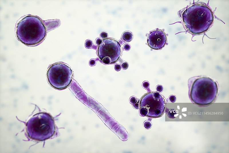 冠状接合孢霉微观真菌插图图片素材