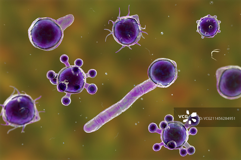 冠状接合孢霉微观真菌插图图片素材