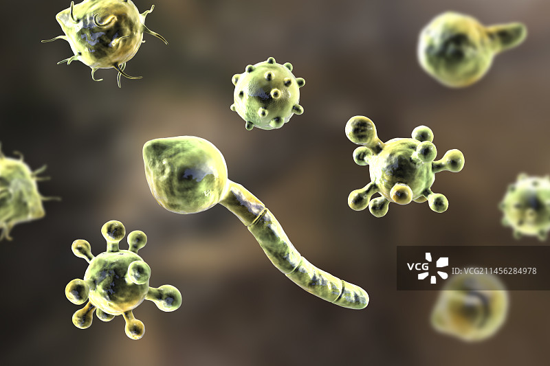 冠状接合孢霉微观真菌插图图片素材