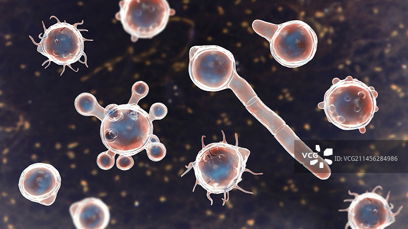 冠状接合孢霉微观真菌插图图片素材