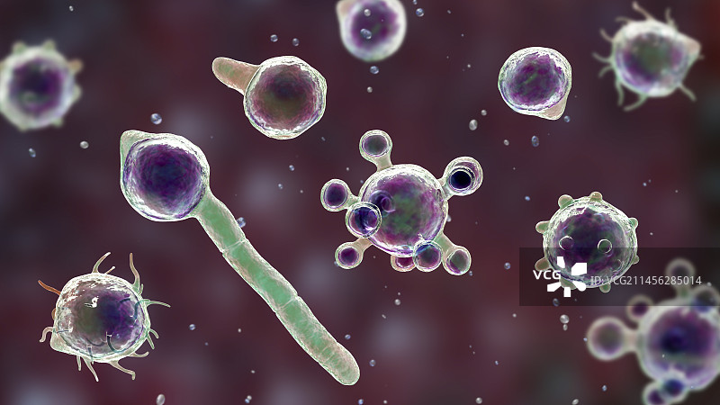 冠状接合孢霉微观真菌插图图片素材