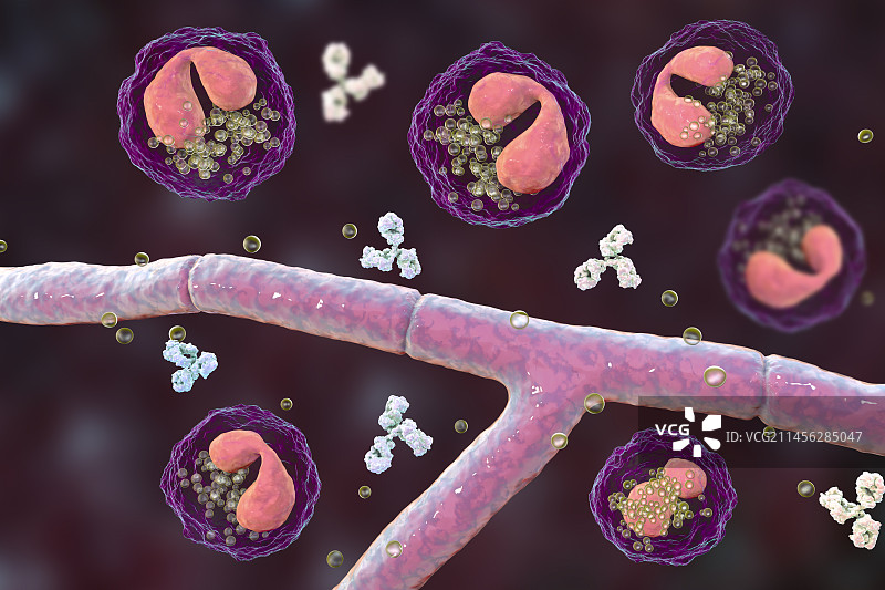 斯普伦多雷-赫普利现象插图图片素材