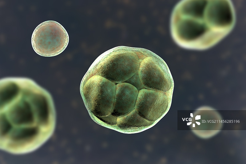 威克汉姆假丝酵母藻类，图示图片素材