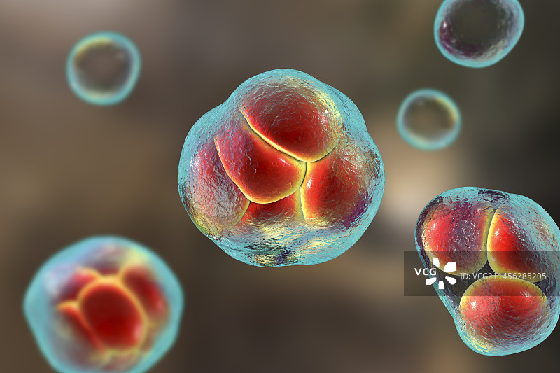 威克汉姆假丝酵母藻类，图示图片素材