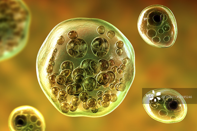 鼻孢子虫寄生虫插图图片素材