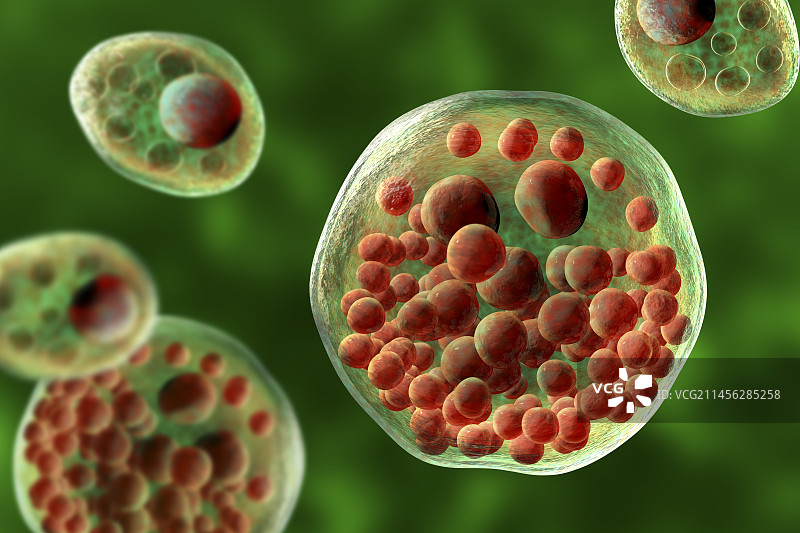 鼻孢子虫寄生虫插图图片素材