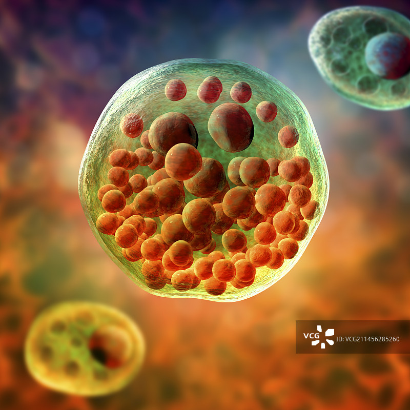 鼻孢子虫寄生虫插图图片素材