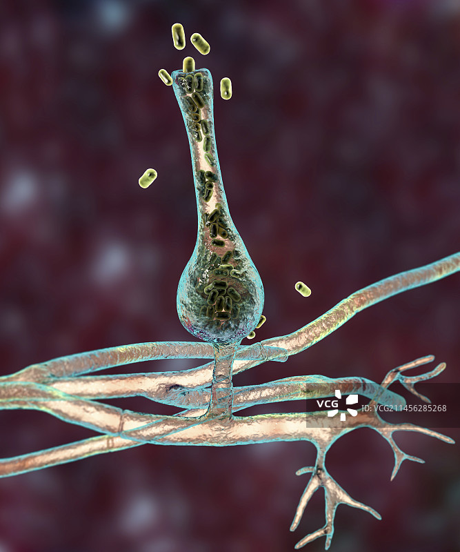 萨克塞纳真菌微观图图片素材