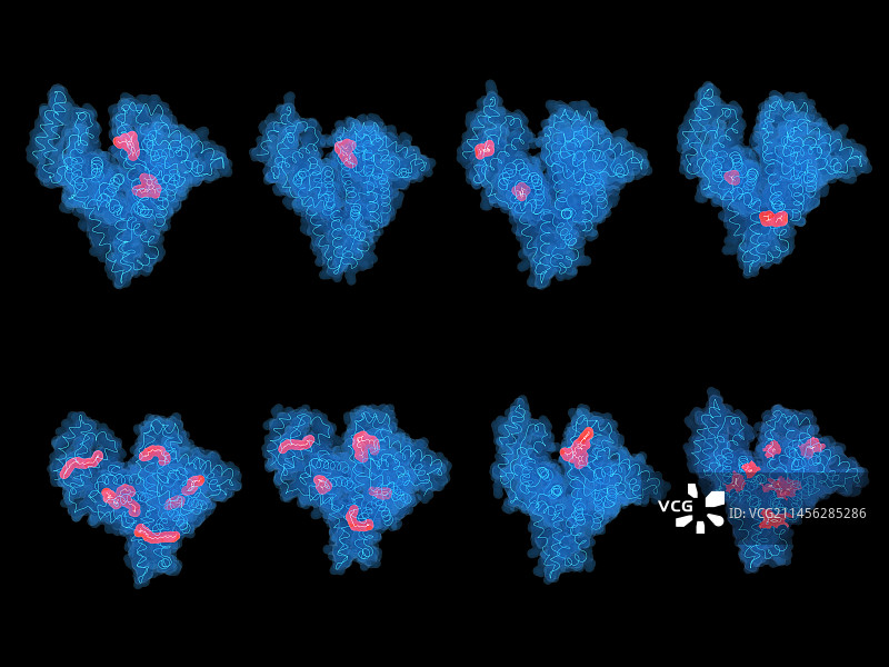 含各种配体的人血清白蛋白蛋白插图图片素材