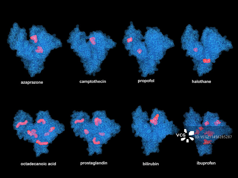 含各种配体的人血清白蛋白蛋白插图图片素材