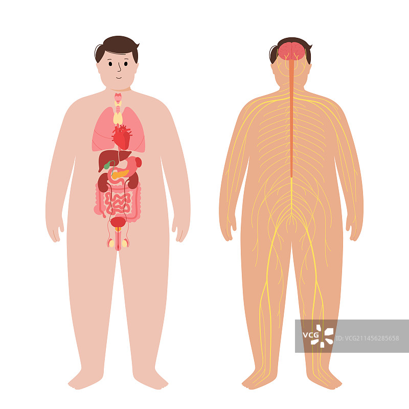 器官与神经系统图图片素材