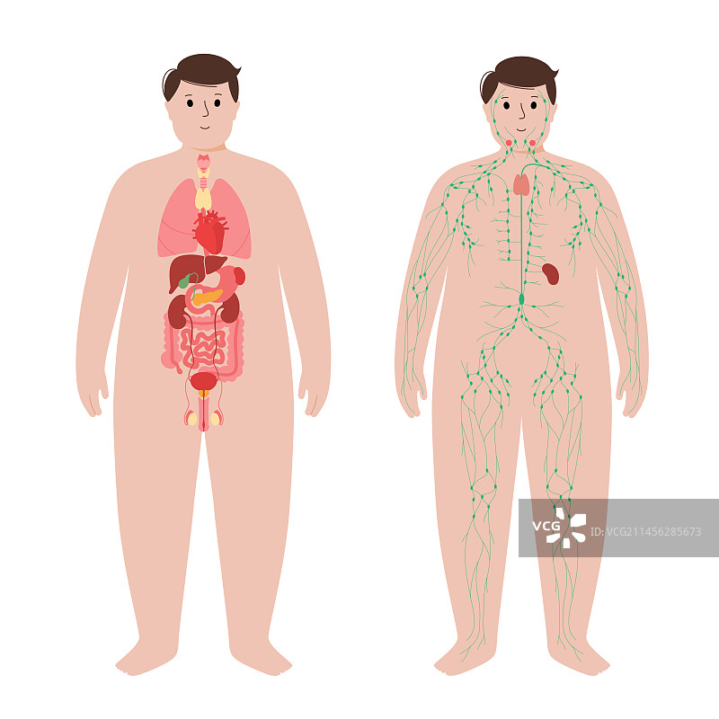 人体器官和淋巴系统图图片素材