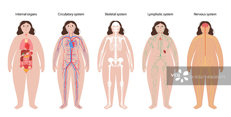 人体解剖学、插画图片素材