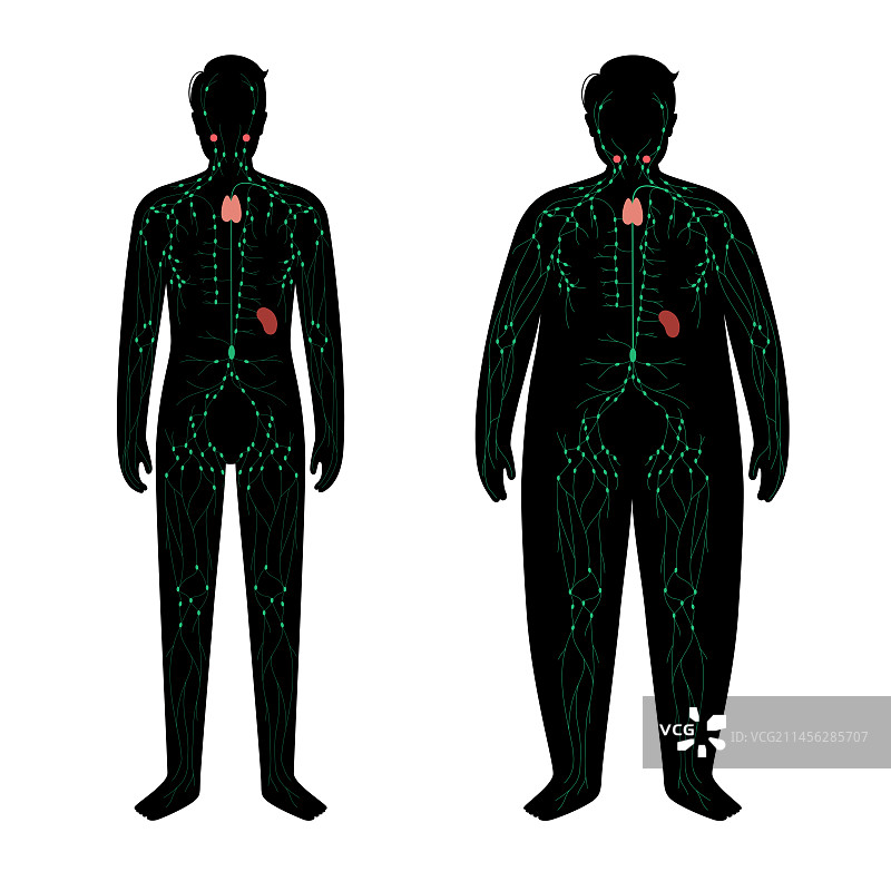 淋巴系统，插图图片素材