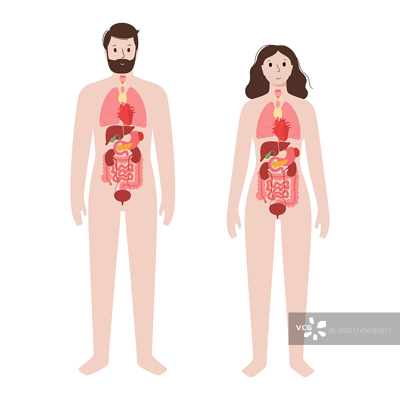 人体器官，图示图片素材