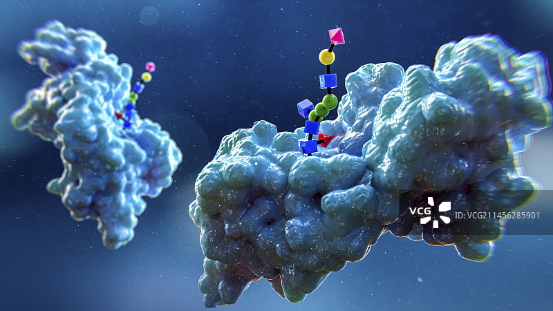 糖蛋白插图图片素材