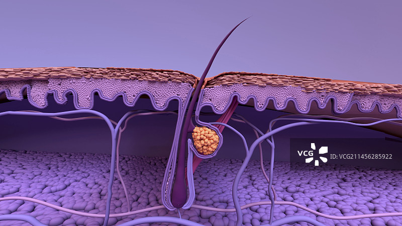 毛囊插图图片素材
