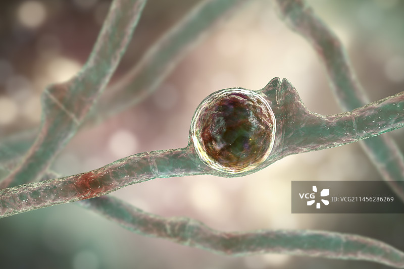 蛙粪掷孢霉菌插图图片素材