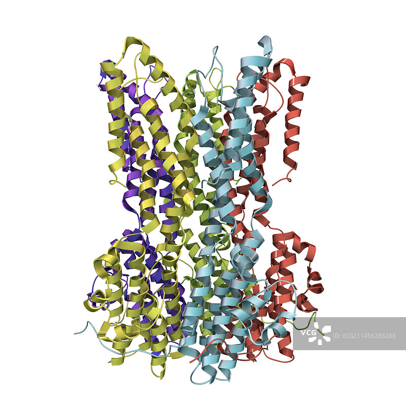 Bestrophin-1蛋白分子示意图图片素材