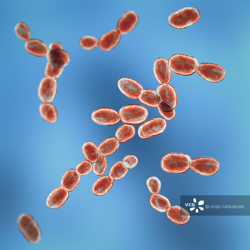 红酵母菌插图图片素材
