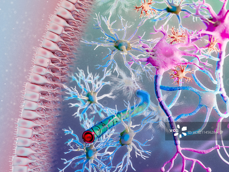 神经胶质细胞示意图图片素材