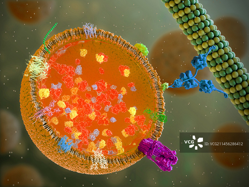 溶酶体示意图图片素材