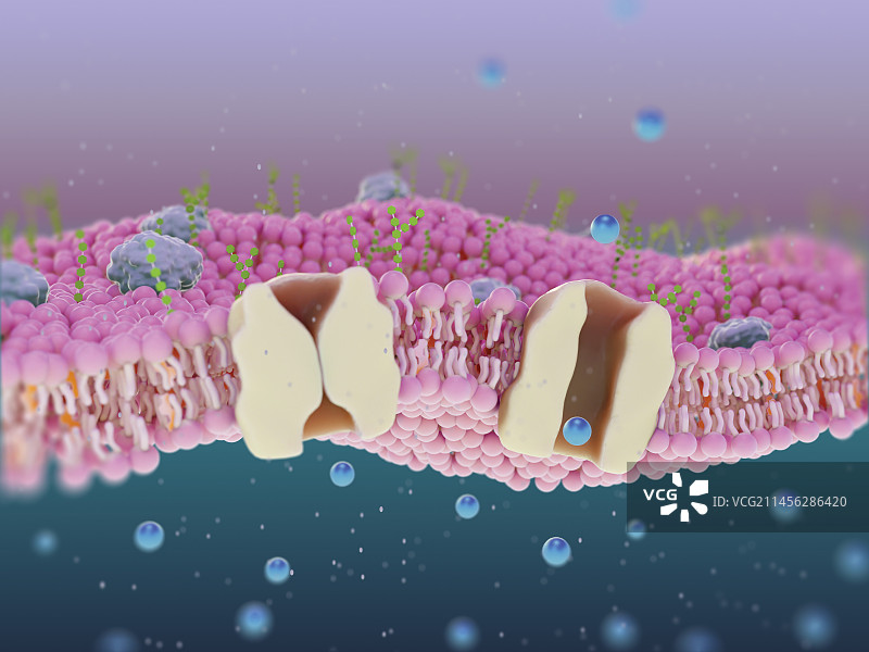 跨膜蛋白通道插图图片素材