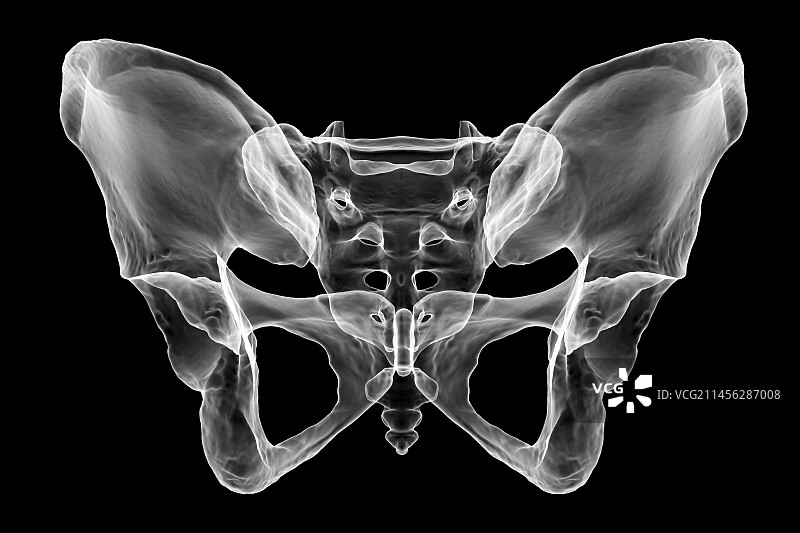 骨盆骨骼解剖结构图图片素材