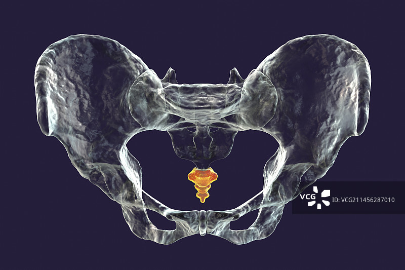 尾骨解剖结构图图片素材