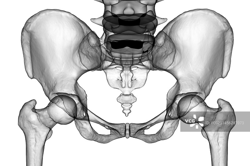 骨盆骨骼解剖结构图图片素材