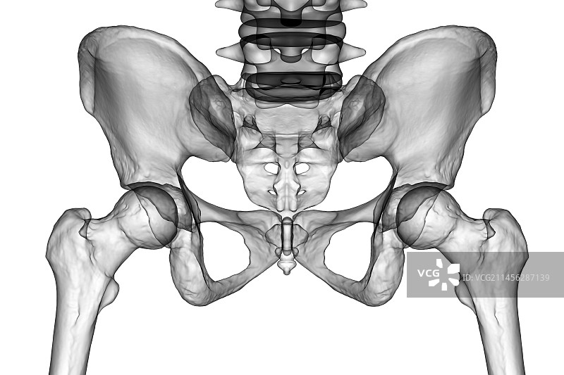 骨盆骨骼解剖结构图图片素材