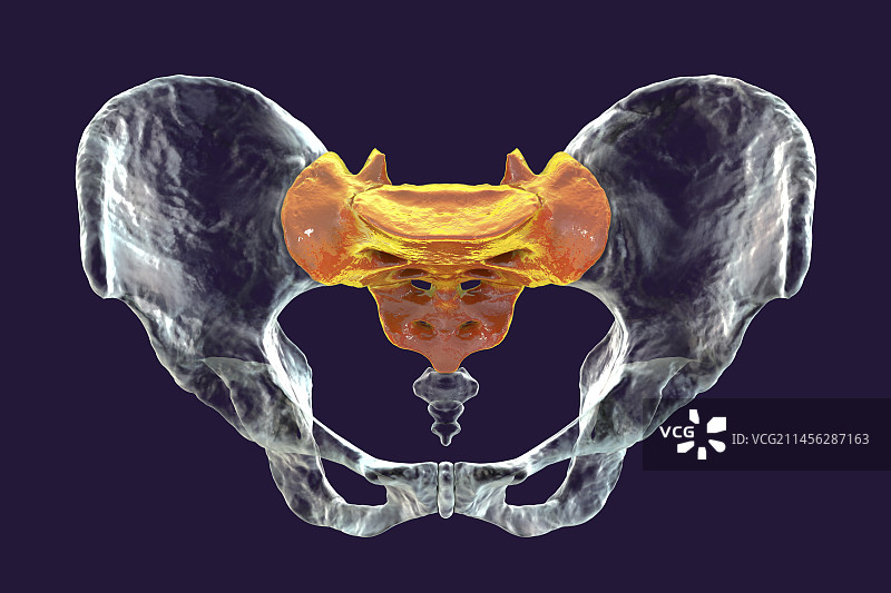 骶骨解剖结构图图片素材