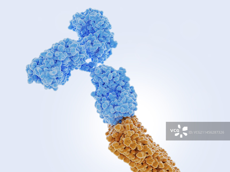抗体结合淀粉样β肽插画图片素材
