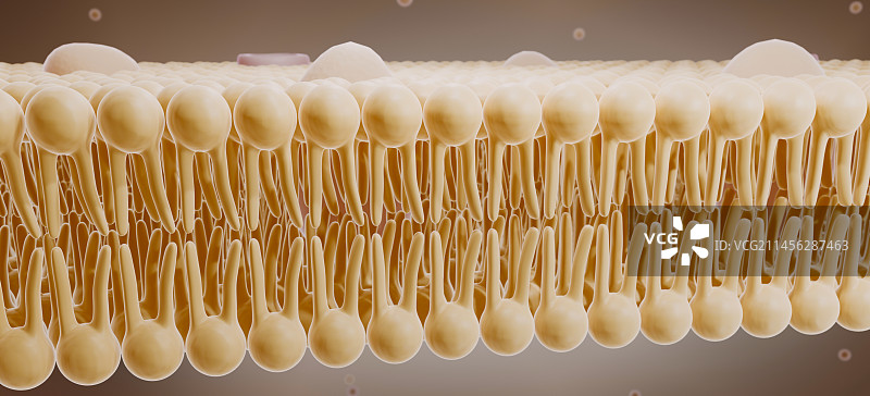 细胞膜示意图图片素材
