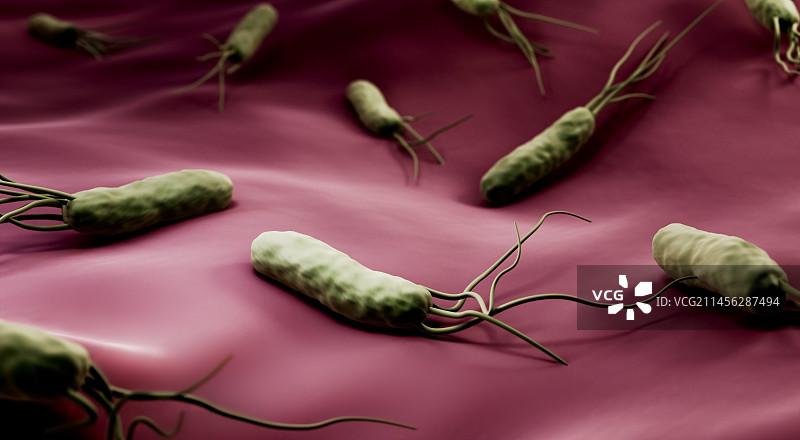 幽门螺杆菌示意图图片素材