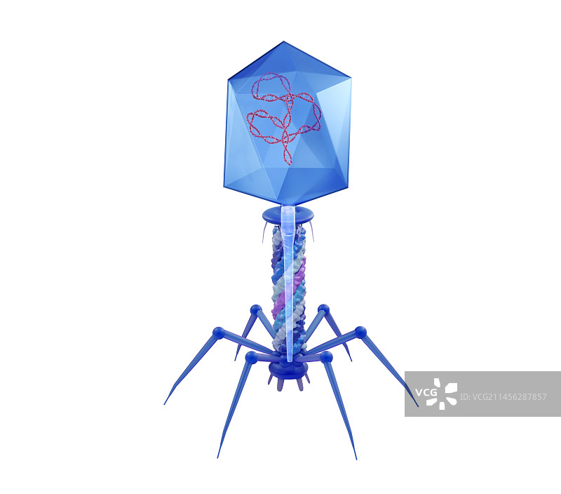 T4噬菌体插图图片素材