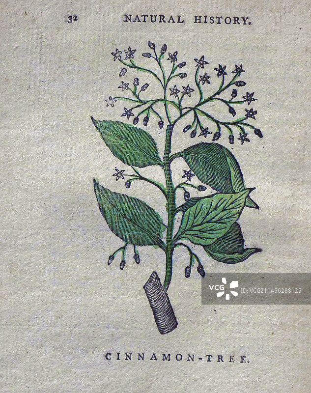 18世纪的肉桂树插图图片素材