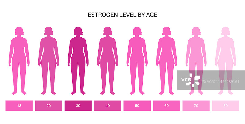不同年龄段的雌激素水平插图图片素材