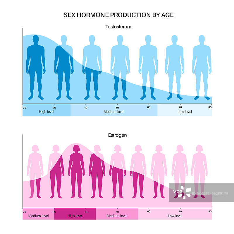 不同年龄段的睾酮和雌激素水平图片素材